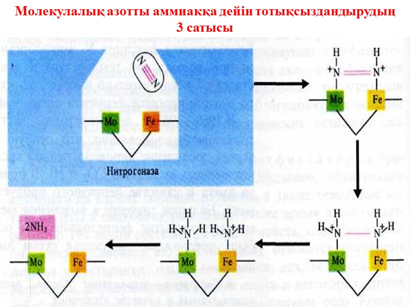 Молекулалық азотты аммиакқа дейін тотықсыздандырудың  3 сатысы